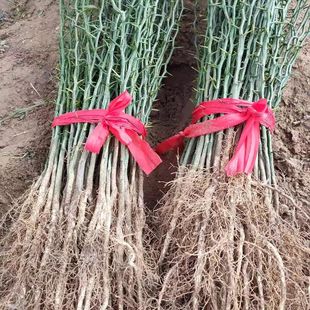 ��̘����������ך��������ͥԺ���@�ˈ@�~�������h�ʠ��������l