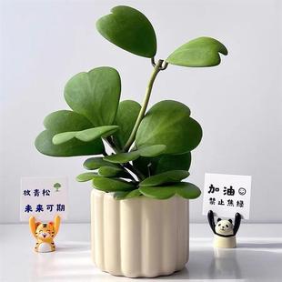 Potted Heartleaf Ball Orchid Succulent Plant with Old Stump, Green Plant, Flower, Easy to Care for in the Office, Nordic Internet Celebrity Stress-Relief Climbing Vine