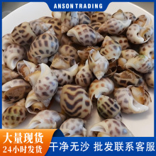 花螺鲜活新鲜海螺海鲜水产鲜冻冷冻东风螺特大花螺麻辣小海鲜商用