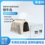 养殖畜牧保温犊牛