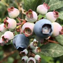 苗木基地供应蓝莓苗薄雾蓝莓果树苗批发植株健壮成活率高蓝莓树苗