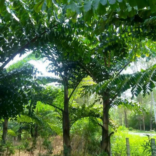 209 Поставка Донг Браун 3-10 метров высотой саженцы искусственные саженцы