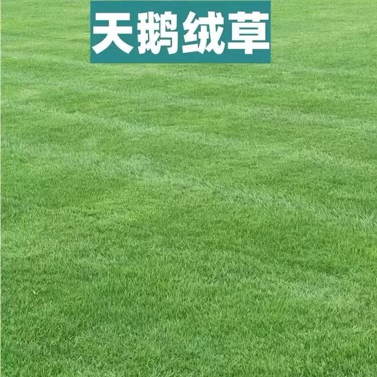 클래식* 쇼트 벨벳(스완 벨벳) 드워프 상록수 14+