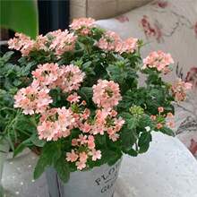 ���羳��؛����Ů�ѷN���ļ��Nֲ�����ɫ÷���N�����Լ��~��Ů��