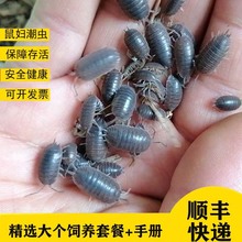 ������D�x���x�����x�������x���w���x���x�����^���ײ�����