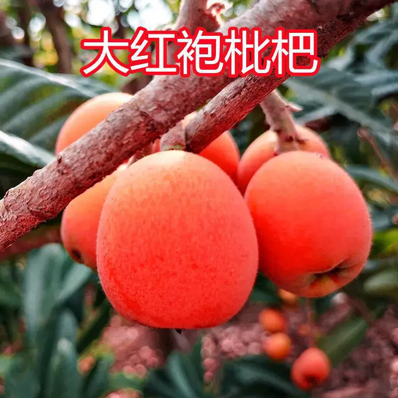 Dahongpao мушмула дерево фрукты рассада посадка большое дерево балкон горшок привитый Pipa результаты рассады года