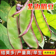 ߅üN󌒱ⶹǷNѴٶѽYv߮͟a