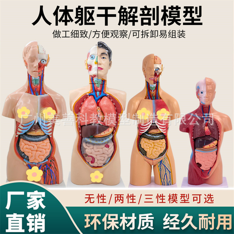 28cm45CM85cm Human Trunk Anatomical Model Organ Removable Medical Teaching Heart Visceral Model 28cm45CM85cm Human Trunk Anatomical Model Organ Removable Medical Teaching Heart Visceral Model