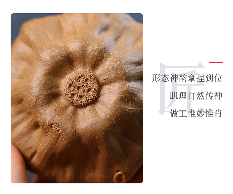 莲蓬 (5).jpg
