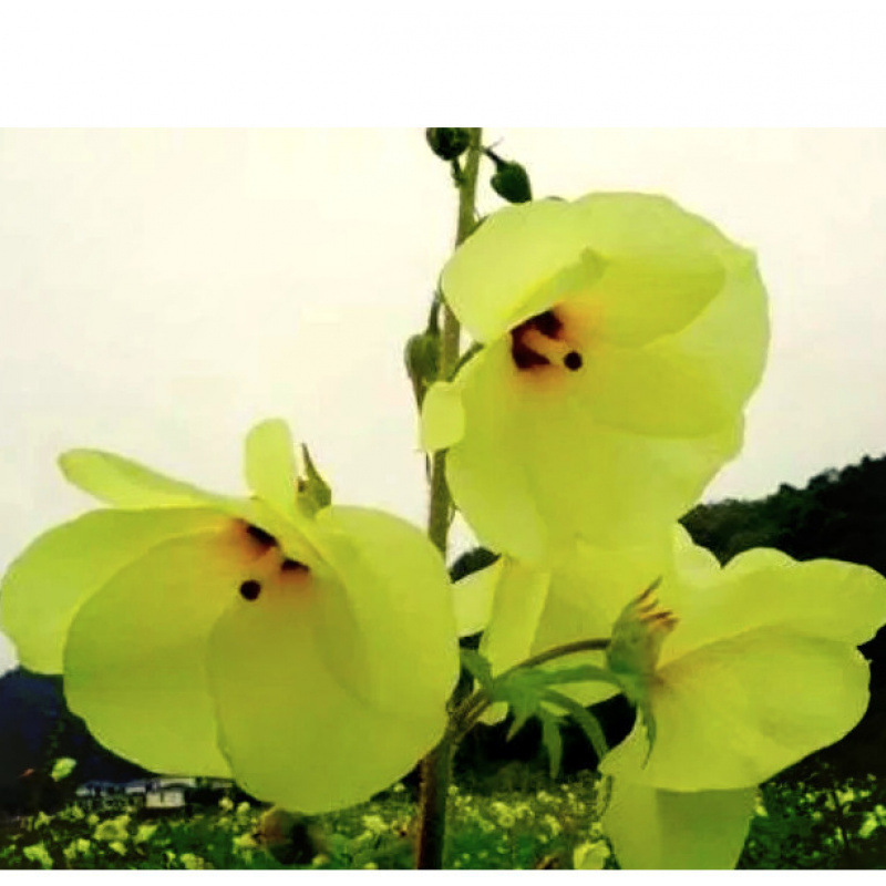 Semillas de flores, semillas de flores.