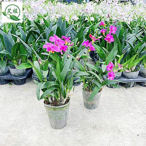 泼墨现带花 石斛兰花苗秋石斛盆栽室内客厅四季开花兰花防辐射