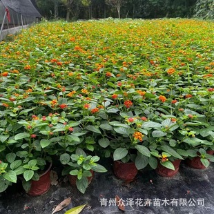 Five-Color Plum Potted Qingzhou Zhongze Florals with Multiple Branches and Florals for Sale for Garden Viewing