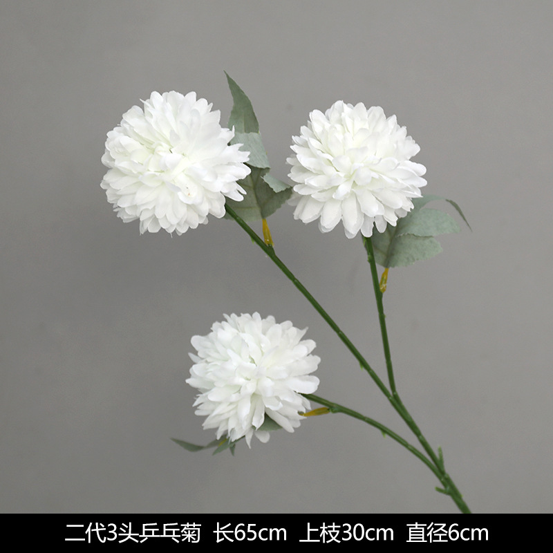 Ping -pong chrysanthemum