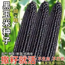 ����Ŵ���׷N�Ӱ��U��������׺�Ŵ�׷��D�����ļ��߮a��Ŵ����Z