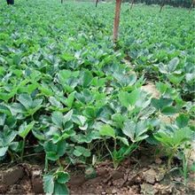 ������ݮ�� ���Ͳ�ݮ  �r�񌍻�  ��ݮҎ���Rȫ