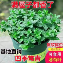 薄荷叶盆栽绿植驱蚊室内阳台清香植物薄荷苗薄荷苗外贸工厂供应链