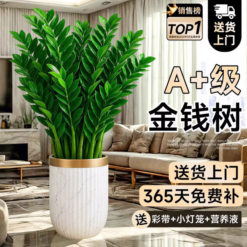 Money Tree Potted Plant for Living Room, Large High-End Flower Pot, Fortune Tree for Office, Easy to Maintain Green Plant Seedlings All Year Round Money Tree Potted Plant for Living Room, Large High-End Flower Pot, Fortune Tree for Office, Easy to Maintain Green Plant Seedlings All Year Round