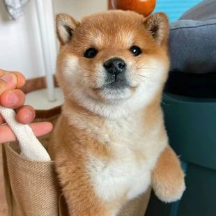 ���N��Ȯ��@Ȯ�ձ���������С��Ȯ�������ɫ��Ȯ���w����