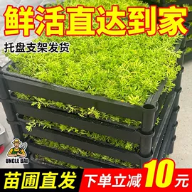 盆栽;花盆容器;盆景