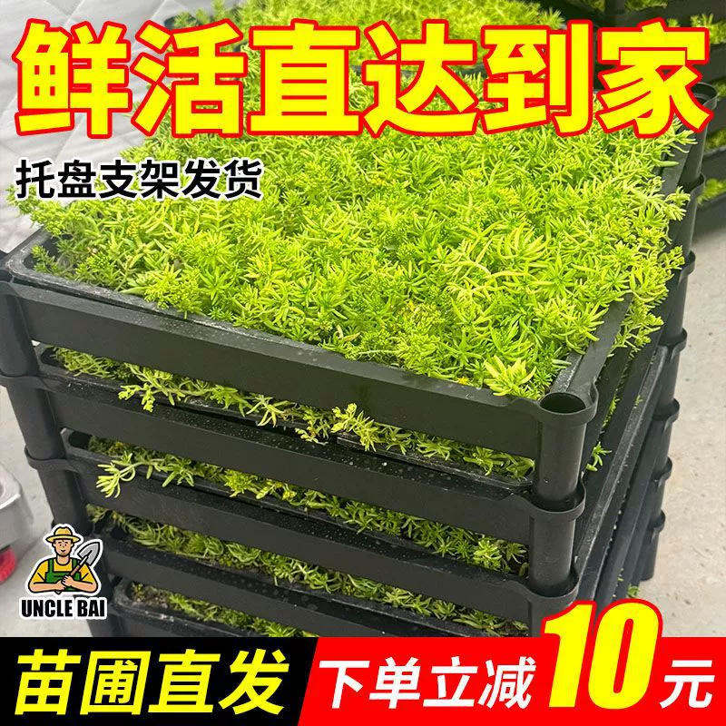 Всегодичное и морозостойкое суккулентное растение, подходящее для любого времени года, с свежим садовым внешним видом.