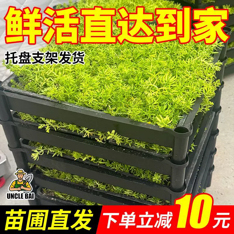 佛甲草四季常青耐寒耐旱多肉植物佛甲草麦冬花镜地铺新鲜园林景天