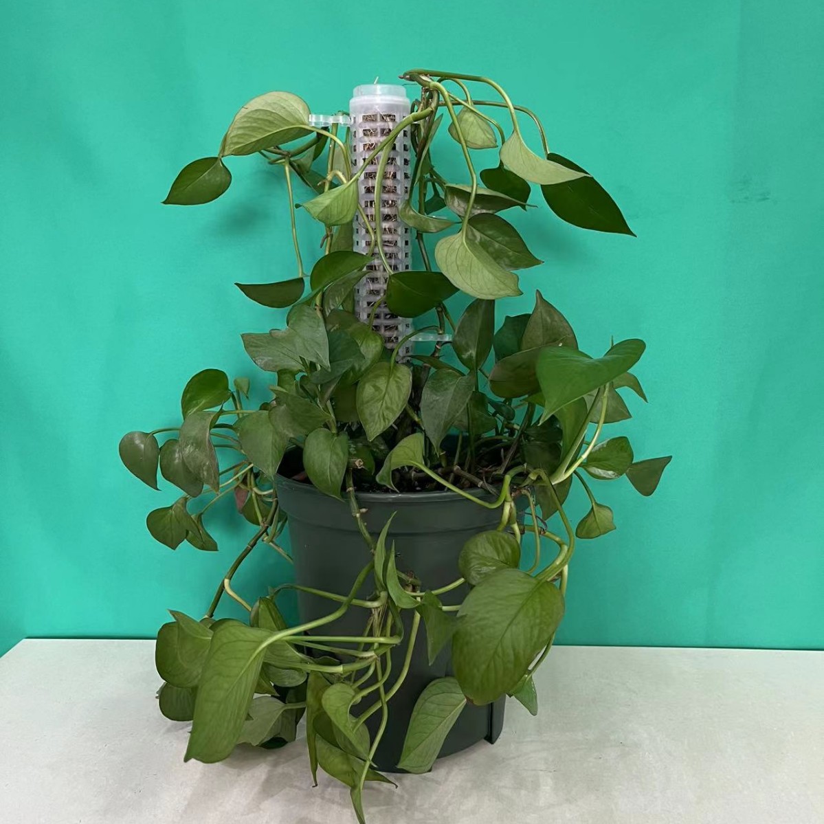 江苏省吴江区塑料绿植盆景水苔柱枝条连接卡扣植物气根营养保湿柱