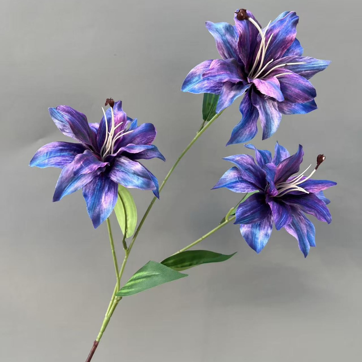 보라