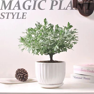 ܽ�ؾջ��в�ș�Gֲ�����辰�̨�ļ��B�ͺ����ʳ��ѩ���װ����]