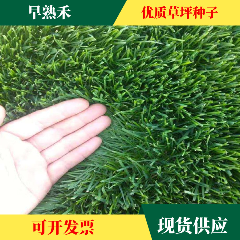 早熟禾种子耐寒耐踩草坪种子庭院小区矮生绿化早熟禾草皮种子草籽