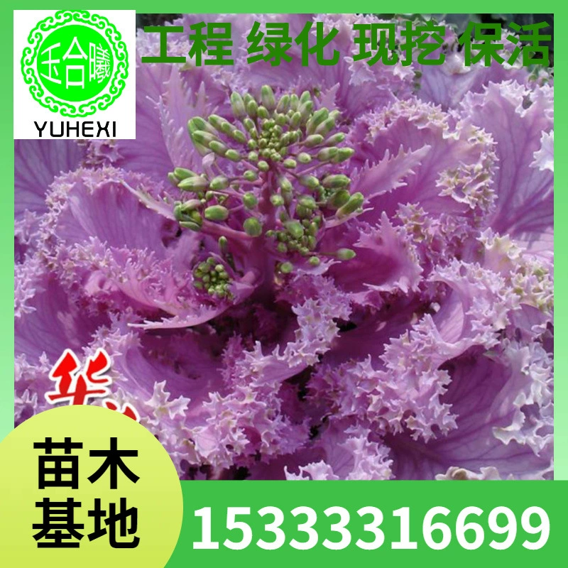 Кале, морозостойкий цветок, красный цветок в горшке, красочное растение, садовый пейзаж, рассада различных цветов