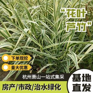 Flower-Leafing Reed Is a Perennial Emergent Herbaceous Foliage Plant for Gardens and Wetlands, Used for Water Treatment and Purification