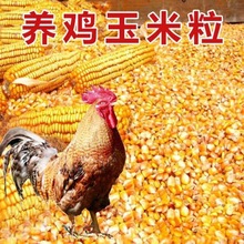 玉米粒喂鸡批发养鸡鸡用家禽饲料粮食小中大鸡养殖鸽子宠物独立站