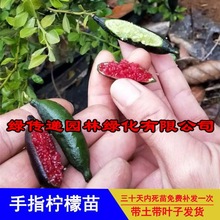 新品种澳洲手指柠檬树苗带果南北方种植嫁接四季结果盆栽血柠果苗