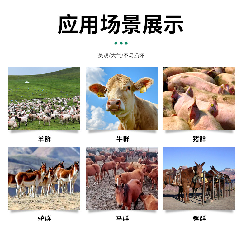 绵羊耳标-6_11.jpg