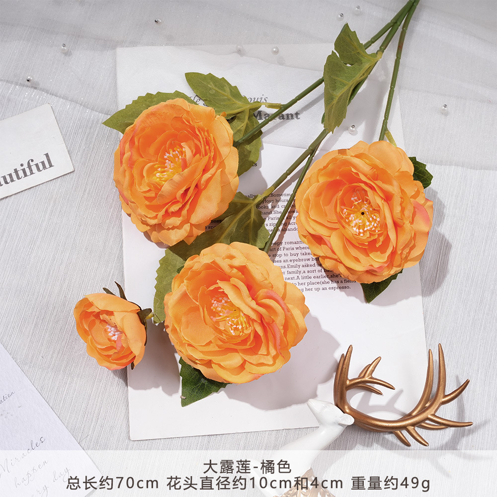 XC - Hoa Sen Sương Lớn - Cam