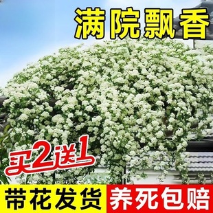 White Wood Fragrant Flower Seedlings Courtyard Garden Climbing Plants Blooming in All Seasons Potted Florals Double Red and Yellow Wood Fragrant Flower Seedlings