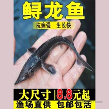 鲟龙鱼苗淡水养殖鱼缸鱼塘中华观赏鱼活体尖嘴鲟大型冷水鱼鲟鱼苗