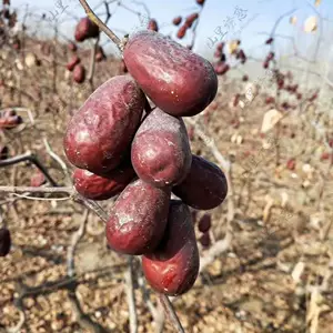 [Синьцзян Специальность Хетиан Джубюб] Хитианский jujube juba, который не был очищен в большой красной экологии Jujube Ecology имеет большое количество оптом