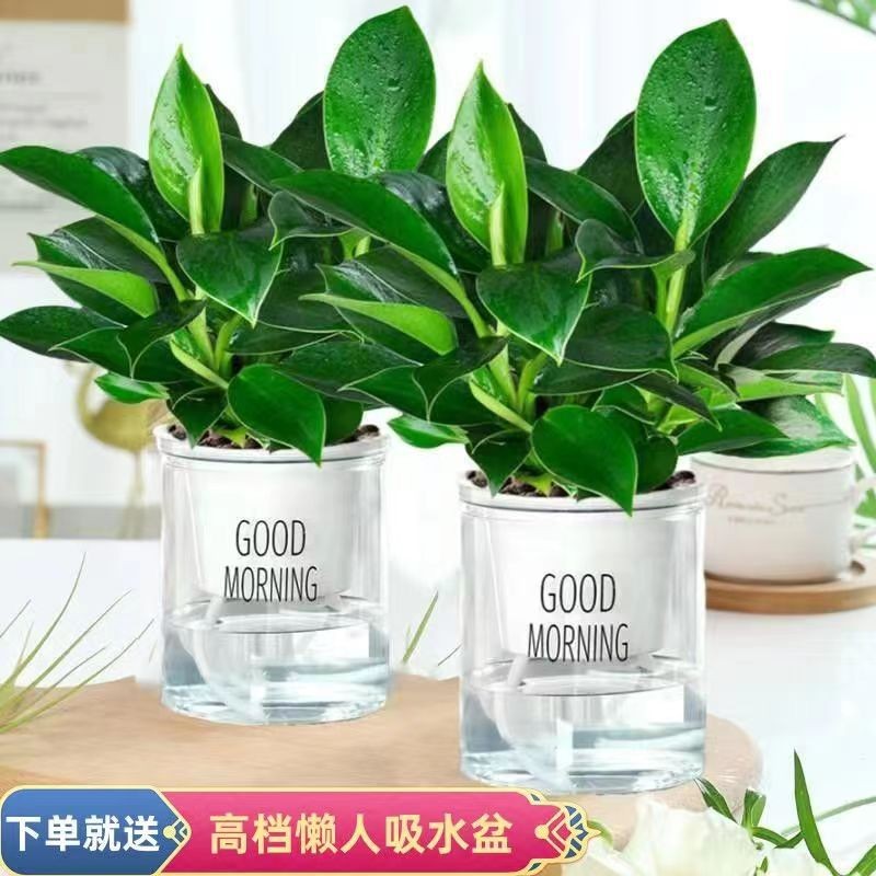 [2개 세면대 특별 제공] 20-30CM 골드 다이아몬드 3개 + 굿모닝 세면대 + 영양액