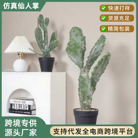 北欧仿真植物仙人掌酒店公寓家居装饰摆件热带沙漠风格造景假绿植