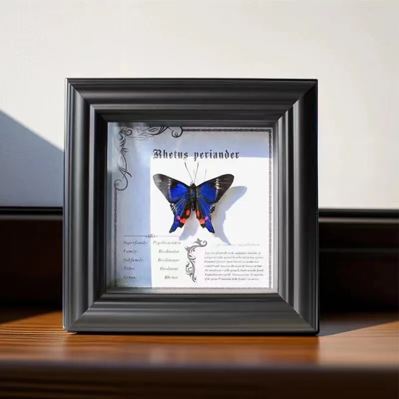 Butterfly Frame Specimen Photo Frame Real Butterfly Specimen Frame Insect Handmade diy Hollow 2cm Table Real Glass Display Frame Butterfly Frame Specimen Photo Frame Real Butterfly Specimen Frame Insect Handmade diy Hollow 2cm Table Real Glass Display Frame