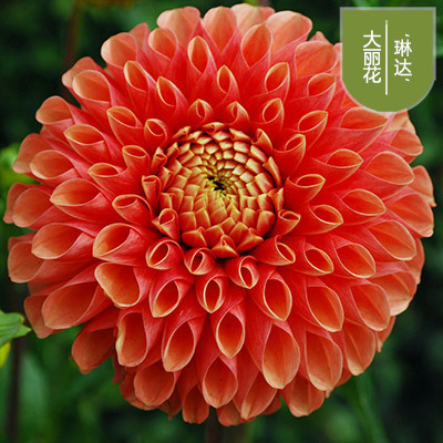 花のダリアの花はボールを植えます。|undefined