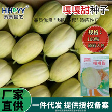 嘎嘎甜种子香瓜甜瓜种子东北香瓜种子黄甜瓜水果种子易成活种子