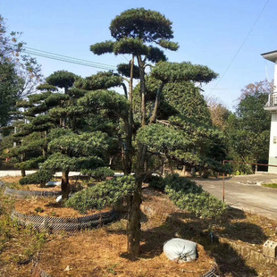 1���������������_�h�ɘ����� �@�־G�������_�h�ɘ�С�^�e���䘶