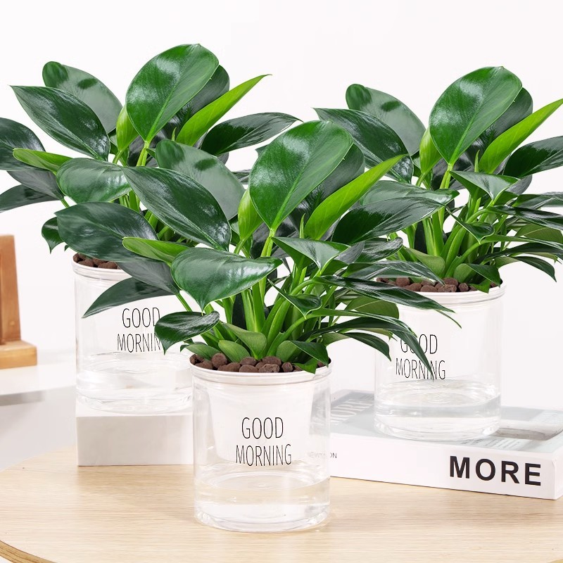 逸品の金ドリルの鉢植えの植物の緑の王女の水培緑植はホルムアルデヒドを除いて放射を防ぐ室内の多肉の四季がよく養います。|undefined