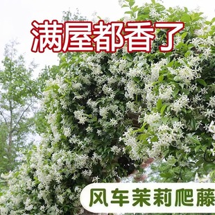Windmill Jasmine Potted Climbing Vine Seedlings Indoor Balcony Courtyard Fragrant Florals Are Cold and Heat Resistant and Easy to Maintain in All Seasons