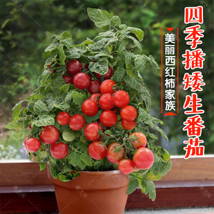 Dwarf Potted Tomato Seeds, Strawberry Vegetable Seedlings, Cherry Tomatoes, Cherry Tomatoes, All Year Round and Spring Balcony Seeds