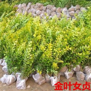 One Piece of Gold Leaf Ligustrum Seedlings Greening Seedlings Jinsen Ligustrum Saplings Courtyard Community Landscaping Saplings All Year Round