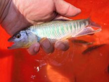 �R���~�����L���v�����v�һ��~Ϫ���~���w�~��ԭ���~��ˮ�lɫȺ��