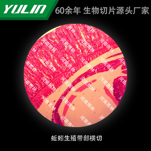 Dharma Reproductive Bandage Cross-cut University Medical Academy School Tissue Disease Marble Wax Slide Specimen Microscope